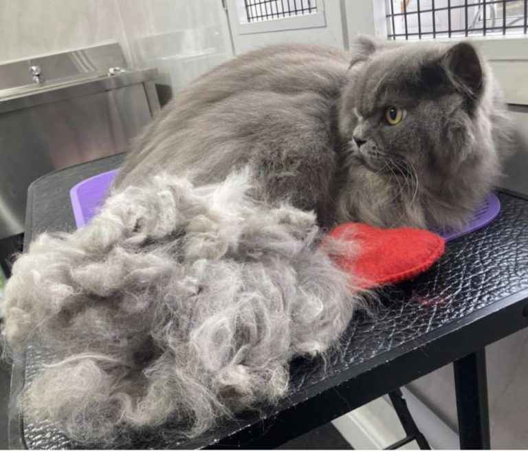 146871E4 ECC1 43C9 BB2D 9FAB39CB810F 768x656