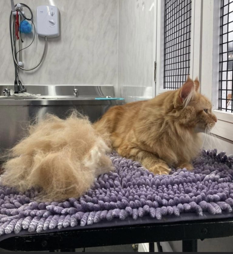 55EE830A 1EB3 4947 BE48 A92DEABBEF1B 768x836