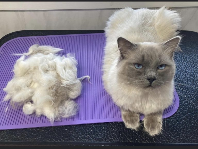 F4C06F52 F26E 448D 9515 145403B74F42 768x577